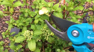 Hortensia snoeien Oud hout Nieuw hout Hoe moet ik het snoeien [upl. by German]