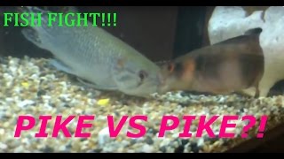 AFRICAN PIKE VS PIKE CICHLID FISH FIGHT FISH ATTACK [upl. by Fabiano223]