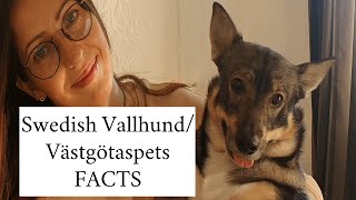 Facts YOU should know about the Swedish VallhundVÄSTGÖTASPETS swedishvallhund [upl. by Mateusz]