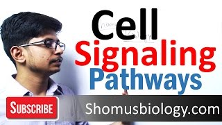 Cell signaling pathway [upl. by Gayelord]