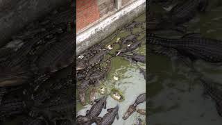 Crocodile 2024  Crocodile  Crocodile Eat Food  short  13 [upl. by Anayik565]