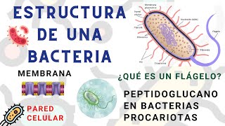 Estructura de una bacteria facil y rapido l ESTRUCTURA BACTERIANA l estructura de las bacterias 2021 [upl. by Atinomar883]