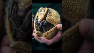 Did YOU KNOW this about the NineBanded Armadillo❓ shorts [upl. by Taddeusz432]