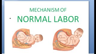 Obstetrics 167 Mechanism of Labor Normal How does baby delivery fetus movement head newborn [upl. by Navad]