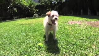 Never Seen Before Dog Juggling Ball Trick [upl. by Gnos]