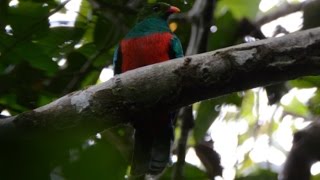 Pavonine quetzal Pharomachrus pavoninus singing Peru [upl. by Roddie]