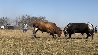 3 in one Shingishane vs Skweletu50 kg no ngqongoshe 🥰✅☄️ [upl. by Akeihsal635]