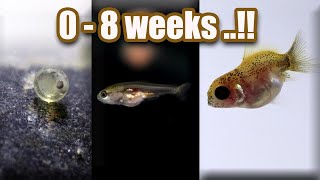 Ep 7 Baby GOLDFISH GROWTH  from eggs  8 weeks [upl. by Atterehs561]