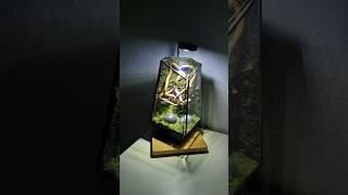 Beautiful nano Terrarium Setup terrarium mossterrarium homedecoration [upl. by Hollyanne]