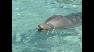 Dolphin Encounter Roatan Island Honduras [upl. by Koball]