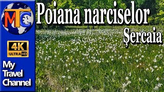 Poiana Narciselor Brasov [upl. by Yrekaz]