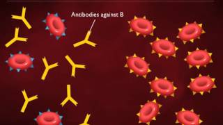 Agglutination Reactions FLImmuno60 [upl. by Derwin]