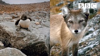 Arctic Fox SHUT DOWN by bravest Guillemot Chick in the world  Spy In The Wild  BBC [upl. by Karry121]