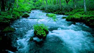 Forest River flowing in Early Morning 4k Relaxing River Sounds White Noise for Sleep Meditation [upl. by Quintus]