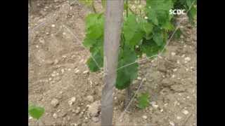 SCDC VIGNE  ECARTEUR PIQUET BOIS [upl. by Carol]