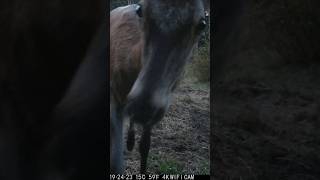 Taniec jelenia Deer dance fotopułapka nature cameratrap deer trailcam animals natura [upl. by Ahsad174]