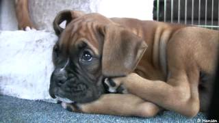 Playful 8 Week Old Boxer Puppies [upl. by Ailisec811]