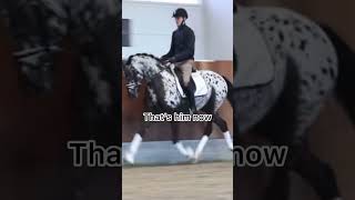 Totilas and Spotilas edit 😔💓 OritheAraber dead totilas spotilas dressage viral [upl. by Cita]