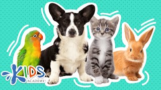 Pets  Learn more about pets for kids  Kids academy [upl. by Lledualc962]