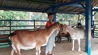 Kambing Lucu Gemoy [upl. by Ecilahs32]