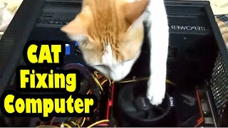 cat computer engineering  funny cat reaction  cat style [upl. by Keynes]