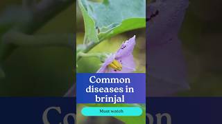 Common diseases in brinjal cultivation [upl. by Adelheid798]