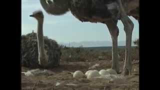 Collecting Ostrich Eggs [upl. by Blaze322]