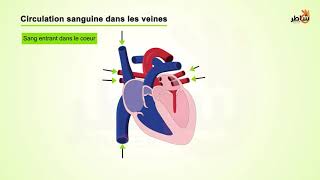 Le Sang et ses fonctions  CM2 [upl. by Eerot]