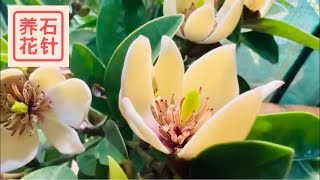 含笑开花  分享养护的一点小经验  Magnolia figo Michelia figo Banana shrub [upl. by Latreshia]