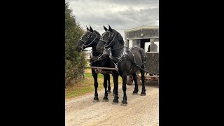 Team Percheron Mares  Kalona Fall Draft Horse Sale 102224 [upl. by Wolfram268]