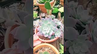 Suculenta fácil de cuidar 😍 suculentas plantas flores cactus chacarapequena fypyoutube fy [upl. by Anecuza]