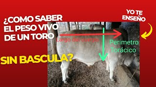 Cómo calcular peso vivo aproximado de un bovino SIN BASCULA [upl. by Rodama]