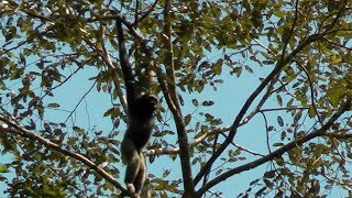 Bornean Gibbons Borneo [upl. by Bourque861]