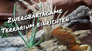 Zwergbartagame Terrarium einrichten [upl. by Constancy]