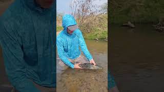 TERRIBLE tornasol pescada con mosca a pez visto fishing dorado orilla flyfishing entrerios [upl. by Seugram]