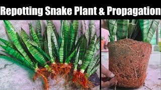 SansevieriaSnake Plant Repotting  How to Repot Plant and Propagate  Mother in law Tongue Plant [upl. by Olympie94]