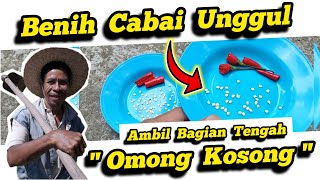 ❌ Omong Kosong ❌ Cara Buat Benih Cabai Rawit Unggul Sendiri ✅Bibit Cabai Merah Kering Unggul‼️bibit [upl. by Edniya]