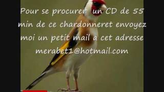 CD Chant de chardonneret du MAROC [upl. by Streeto524]