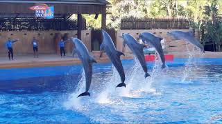 uShaka Marine World amp the dolphins of Sea World Durban [upl. by Ahsenyt611]