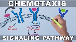 Chemotaxis Signalling Pathway [upl. by Brian]