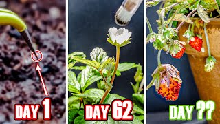 Strawberry Plant Growing Time Lapse  Seed To Fruit 95 Days [upl. by Kathleen947]