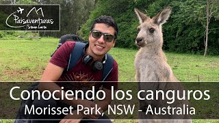 Conociendo los canguros  Morisset Park  Paisaventuras [upl. by Burnsed]