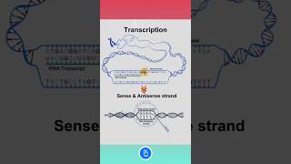 DNA Sense and Antisense Strand in RNA Synthesis  DNA Transcription [upl. by Wrightson595]