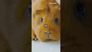 The Adorable Abyssinian Guinea Pig 5 Fun Facts You’ll Love guineapigs facts funknowledge pets [upl. by Zeugirdor]