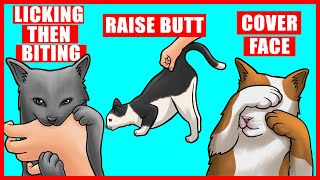 Real Meanings Behind 9 Strange Cat Behaviors Explained [upl. by Agostino769]