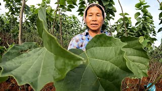 Farmers harvest leaves used to wrap cheroots traditional Myanmar cigars  Radio Free Asia RFA [upl. by Ymeraj]