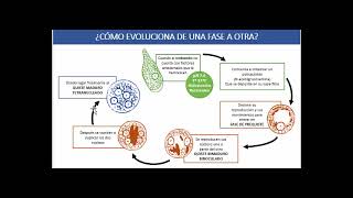 Infecciones por Protozoos Intestinales [upl. by Fontana]