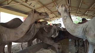 National research center on camel NRC camel bikaner camel milk farm bikaner camel research center [upl. by Teriann457]