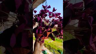 Purple butterfly plant 💕 [upl. by Shalna]