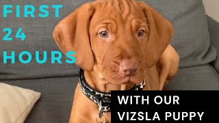 First 24 hours with our vizsla puppy [upl. by Neillij]